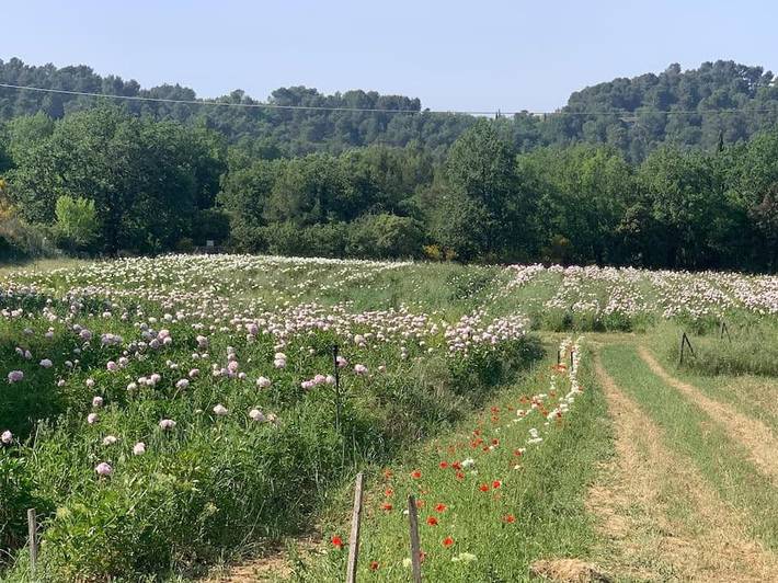 Location de vacances pour 4 personnes, avec vue ainsi que jardin et piscine à Le Puy-Sainte-Réparade - 3
