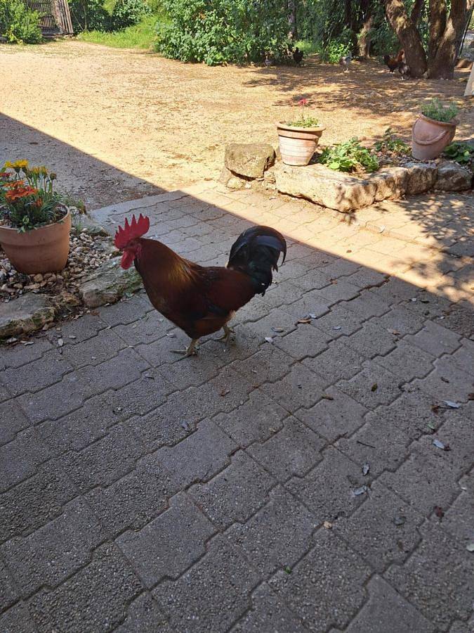 Appartement entier, Le temps de vivre in Baron, Région de Nîmes
