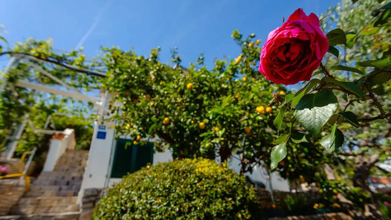 Ganze Ferienwohnung, Ferienwohnung für 3 Personen (42 m²) in Gornja Krušica in Stomorska, Solta