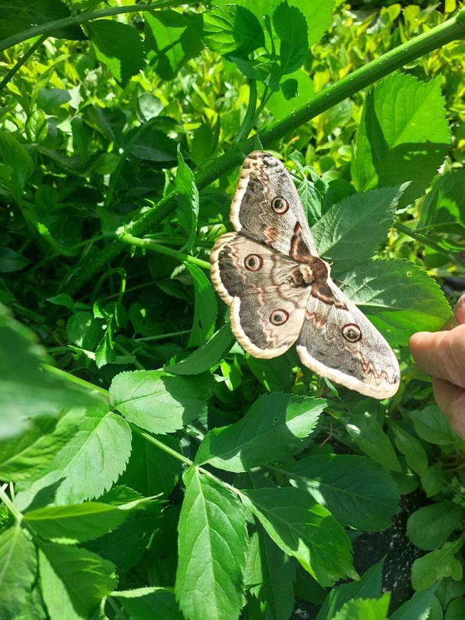 Gîte pour 3 personnes, avec vue ainsi que piscine et jardin à Neuville-de-Poitou - 2