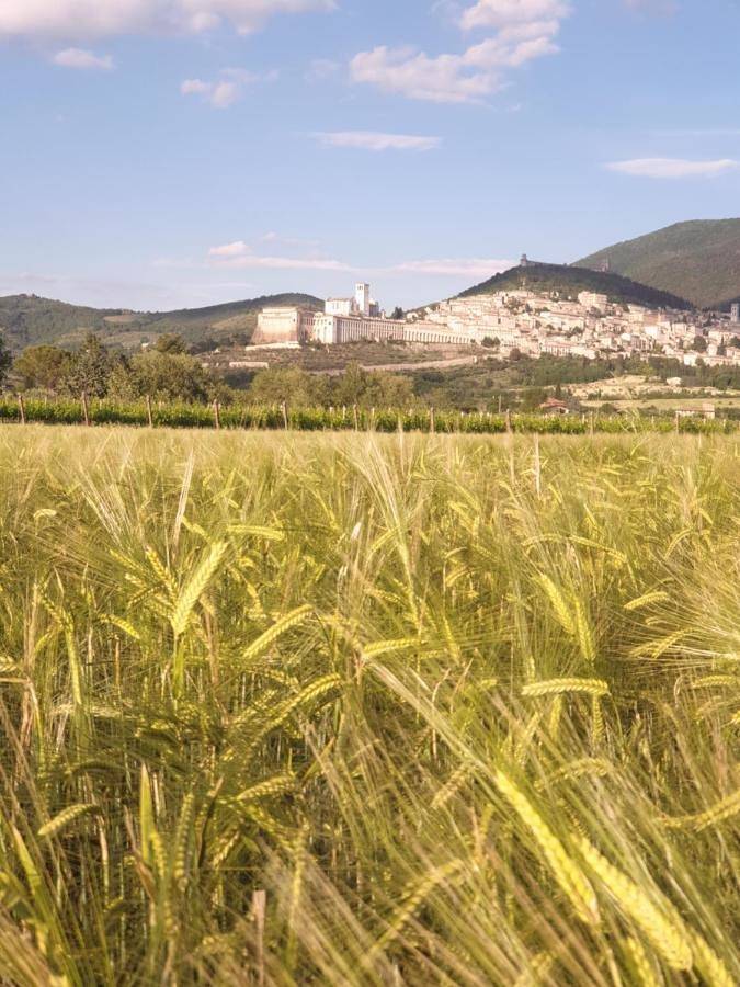 B&B Domus Benedicta in Santa Maria degli Angeli, Assisi