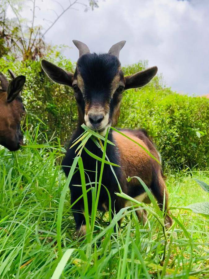 Gîte pour 2 personnes, avec jardin et vue dans Cité du Volcan - 4