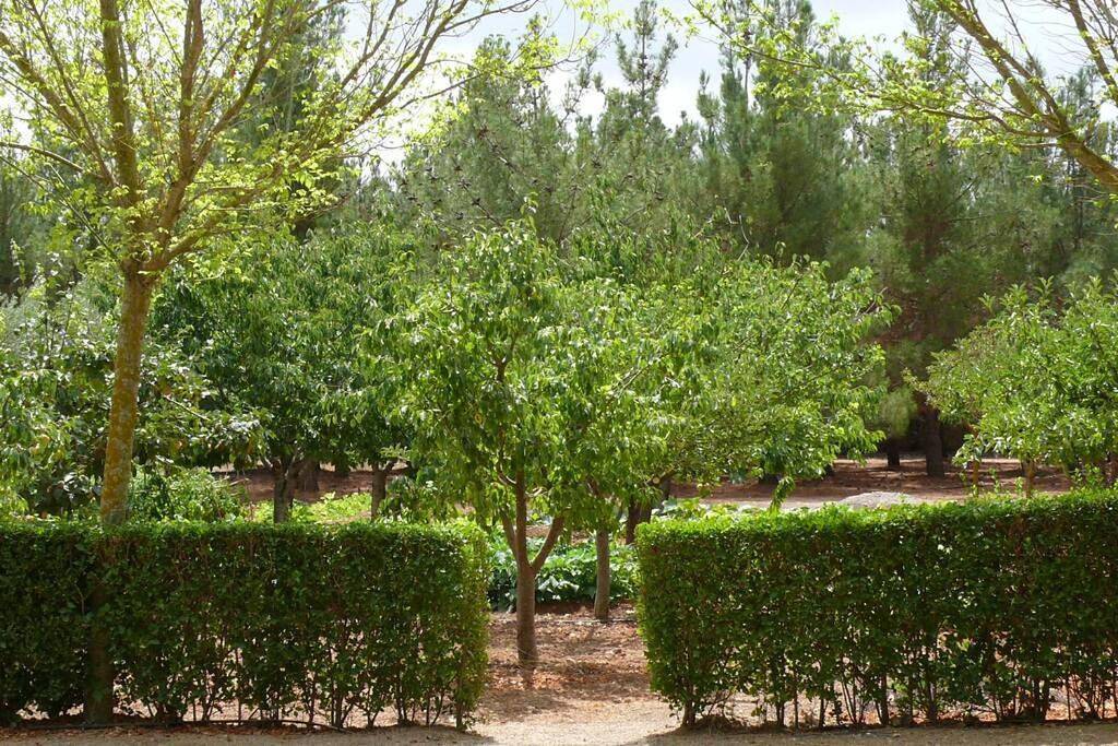 Casa en el campo con encanto in Almansa, Provincia de Albacete