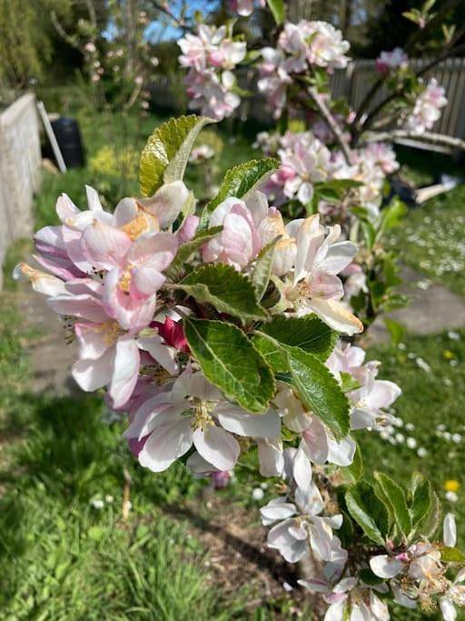 Location de vacances pour 4 personnes, avec vue et jardin, animaux acceptés à Ballycastle - 2