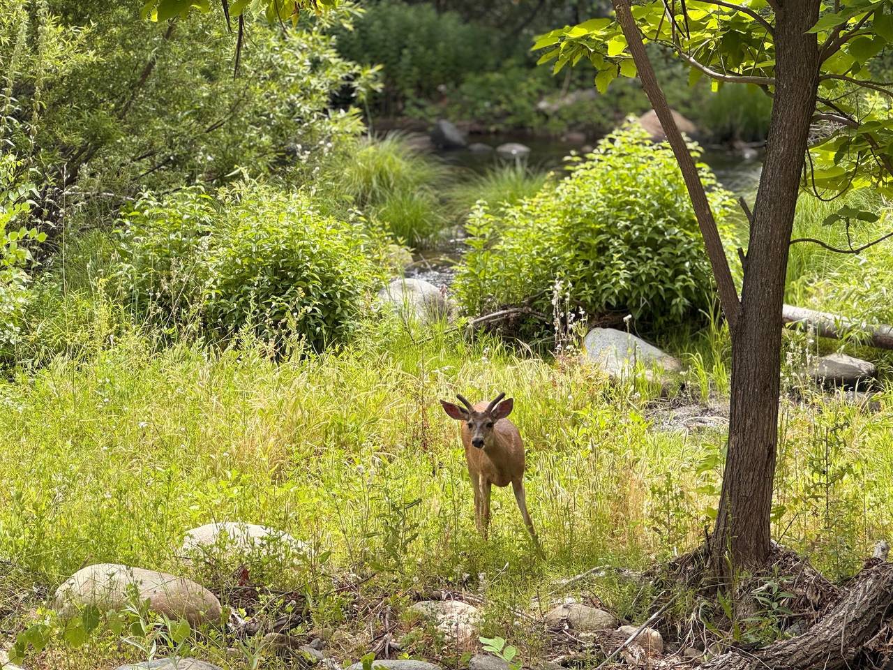 Sequoia Vintage A-frame River Retreat in Three Rivers, Sequoia National Park