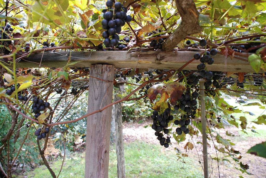 Die Hütte in Maggies Farm am rauschenden Tucker Creek, Forellenteich, Blue Ridge Pkwy in Transylvania County