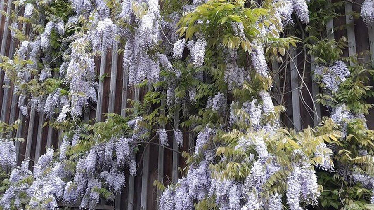 Ganze Ferienwohnung, Ferienwohnung für 6 Personen (114 m²) in Hohnstein in Hohnstein, Elbsandsteingebirge