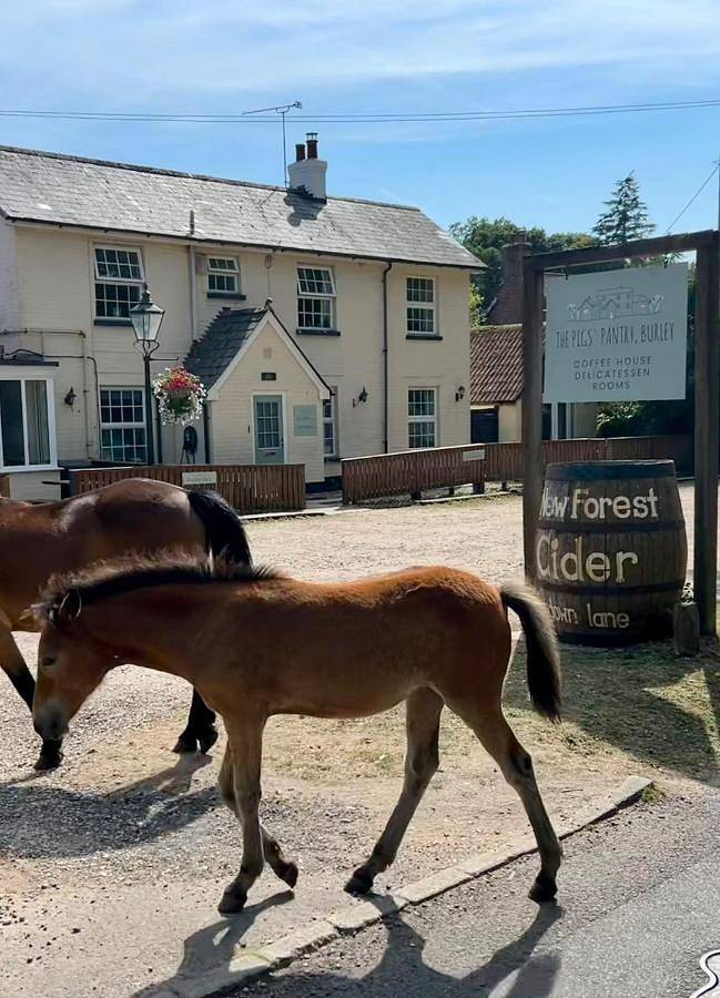 Bed and breakfast for 3 people in New Forest