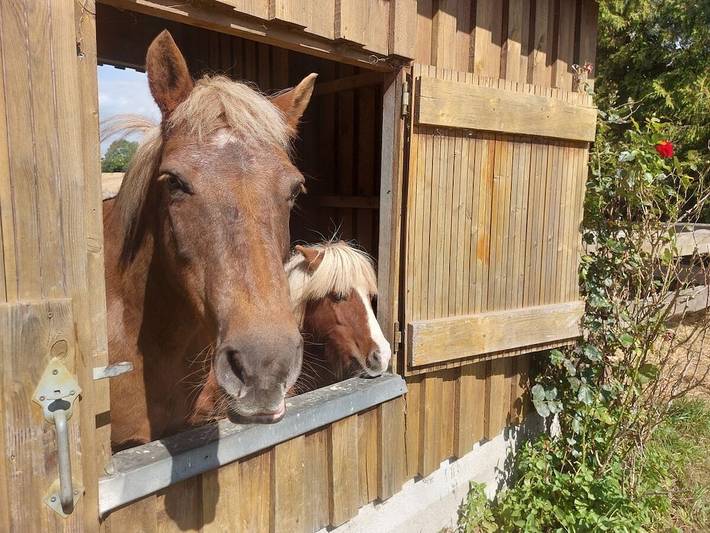 Ferienhaus für 5 Personen, mit Terrasse, mit Haustier in Stoltebüll - 3