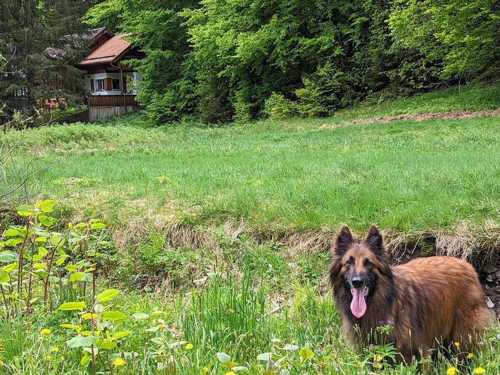 Ferienhaus Fehrengrund in Fehrenbach, Masserberg