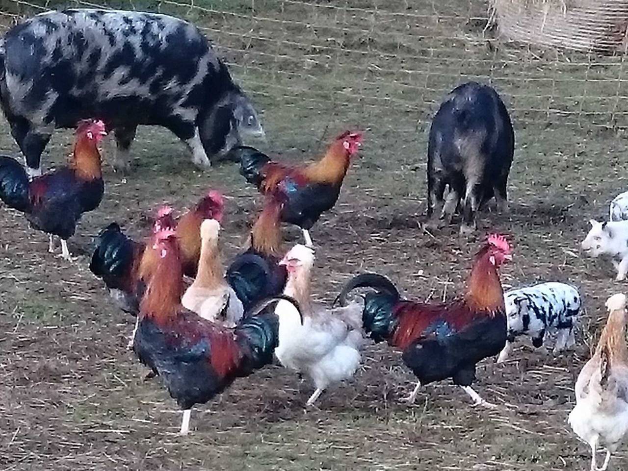 Ganze Wohnung, Bio-Arche-Bauernhof Waldesruh - Apartment in Tannheim (Tirol), Allgäuer Alpen (Österreich)