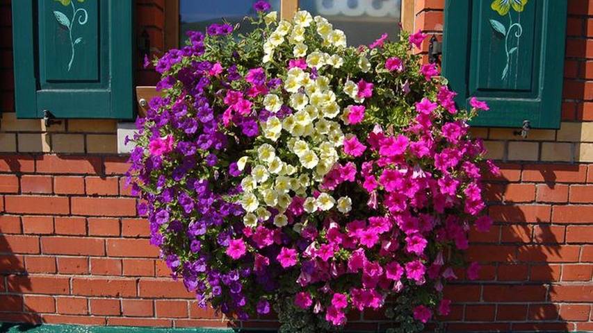 Gîte pour 5 personnes, avec terrasse à Klingenthal - 3