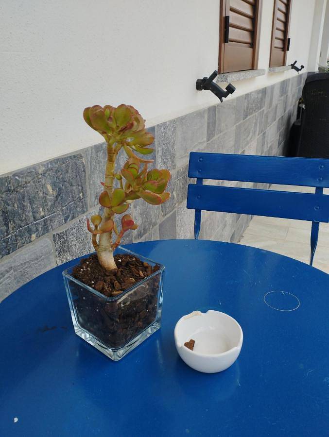 Maison d’hôte pour 2 personnes, avec terrasse à San Teodoro - 4