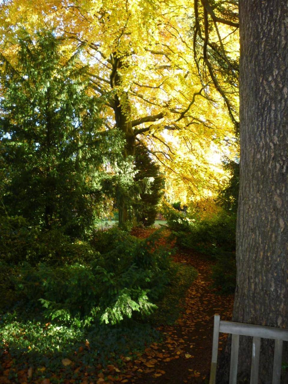 Au vieux cèdre in Mouvaux, Région de Lille