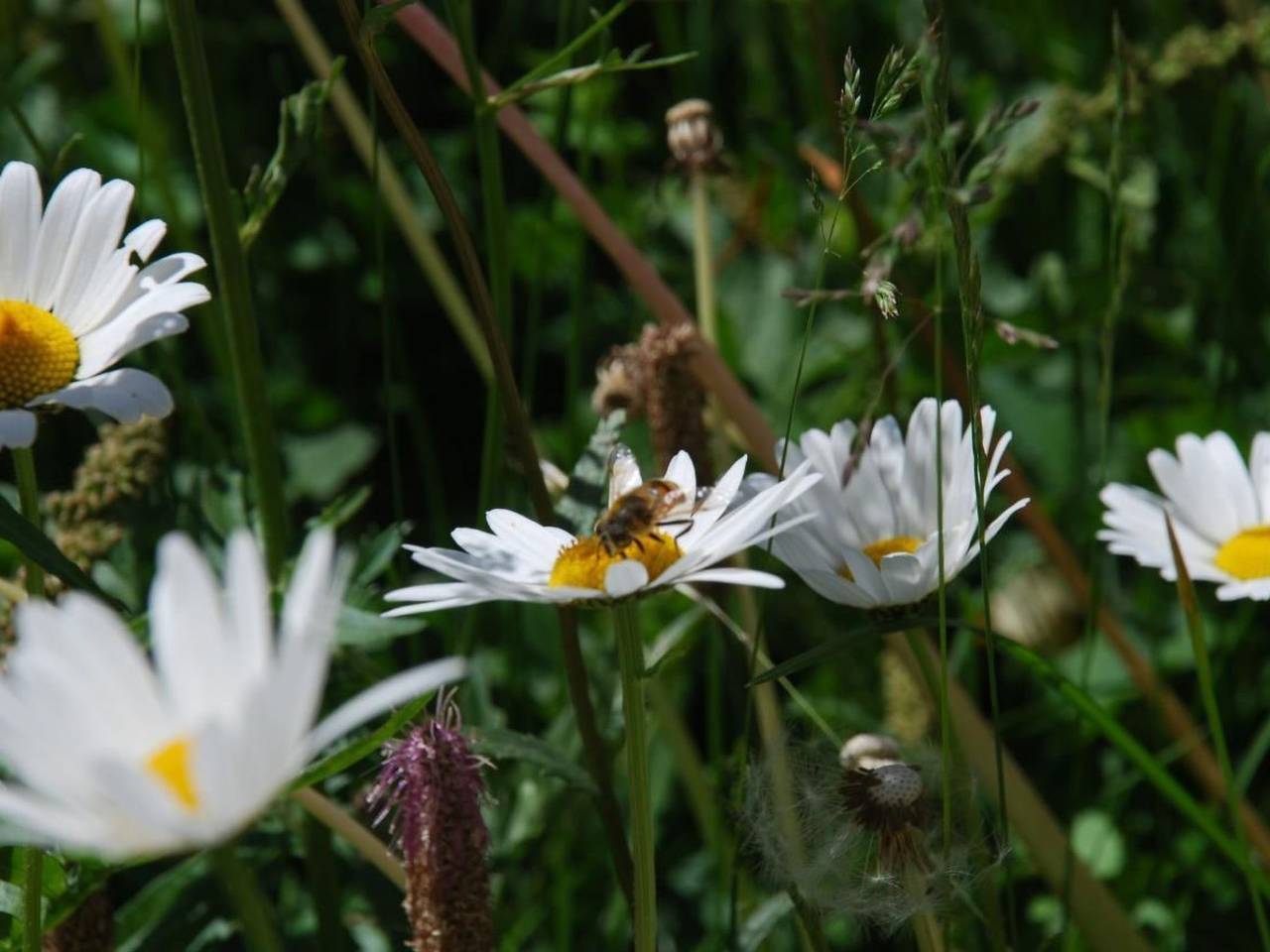 Ganze Wohnung, Arnica 2 La Punt in La Punt-Chamues-ch, Sankt Moritz