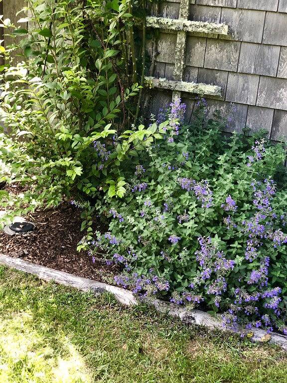 Cottage for 4 Guests in Nantucket Island