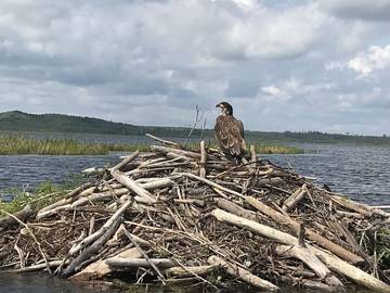 Cabin Rentals And Lodges for 6 Guests in Saskatchewan, Canada, Picture 1