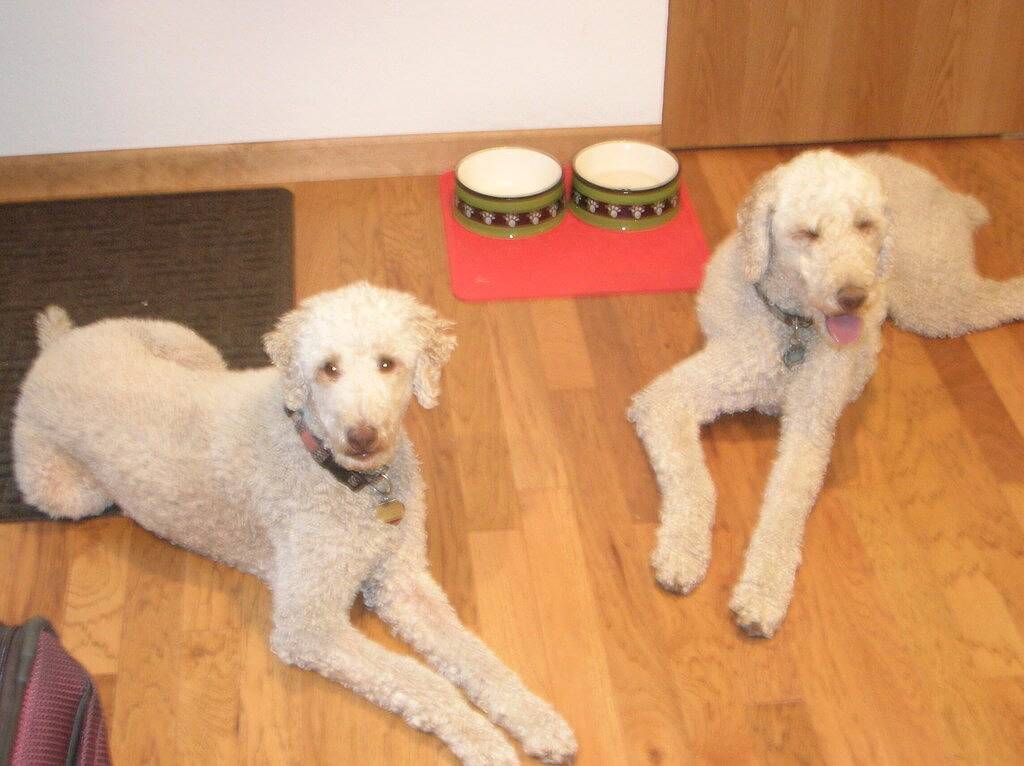 Herz von Missoula! Perfekt für einen Griz-Spielaufenthalt !!!! in Missoula, Lolo Nationalwald