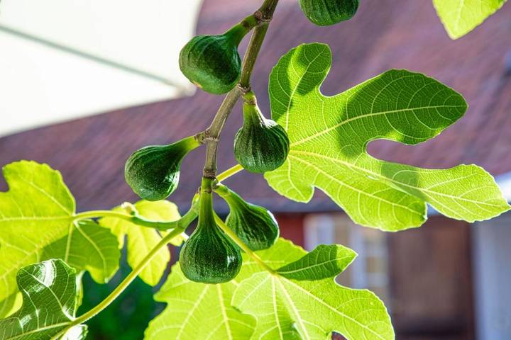 BnB für 2 Personen, mit Garten und Terrasse in Dänemark - 3