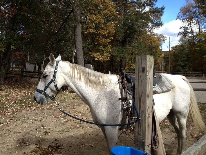 Log cabin for 12 people, with garden and pool as well as hot tub, with pets in Pennsylvania