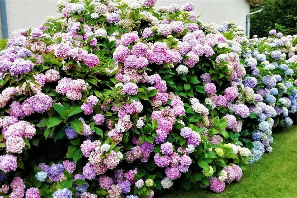 Calme et sérénité au gîte des hortensias in Vaux, Vienne (France)