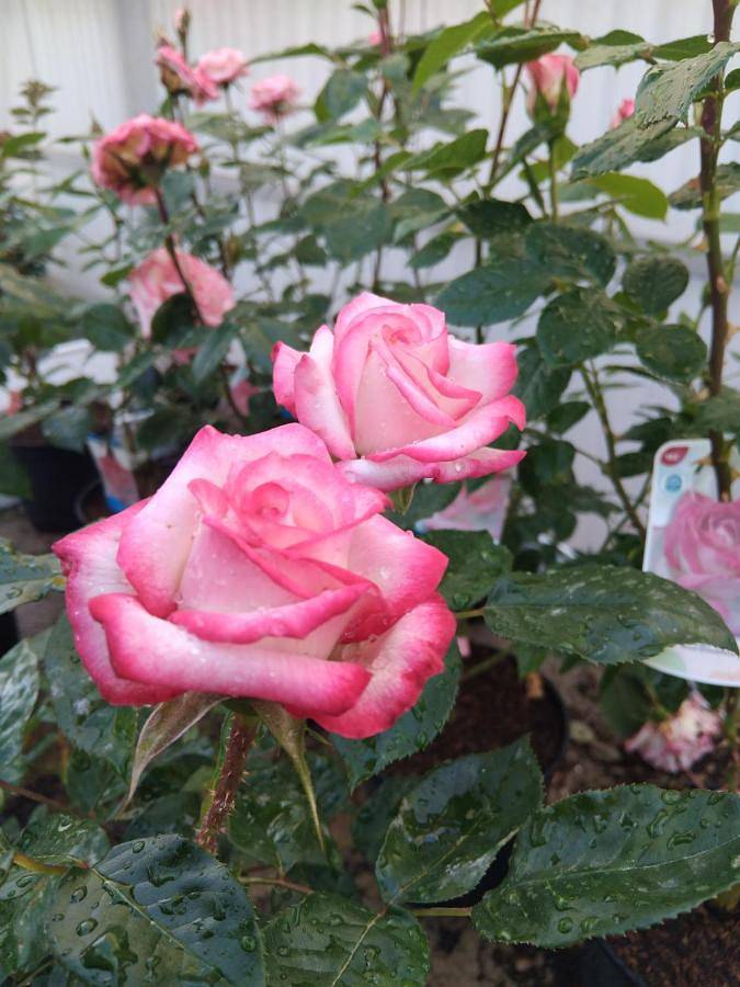 Location de vacances pour 8 personnes, avec jardin et vue ainsi que piscine et terrasse, animaux acceptés à Saint-Paul-lès-Dax - 3