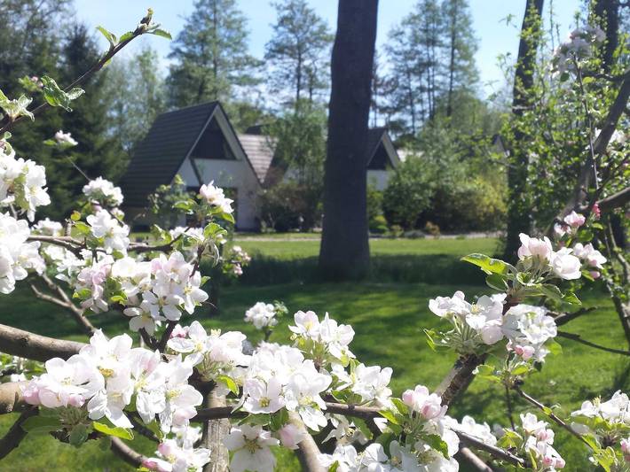 Chalet für 5 Personen, mit Garten und Terrasse in Mecklenburgische Seenplatte - 4