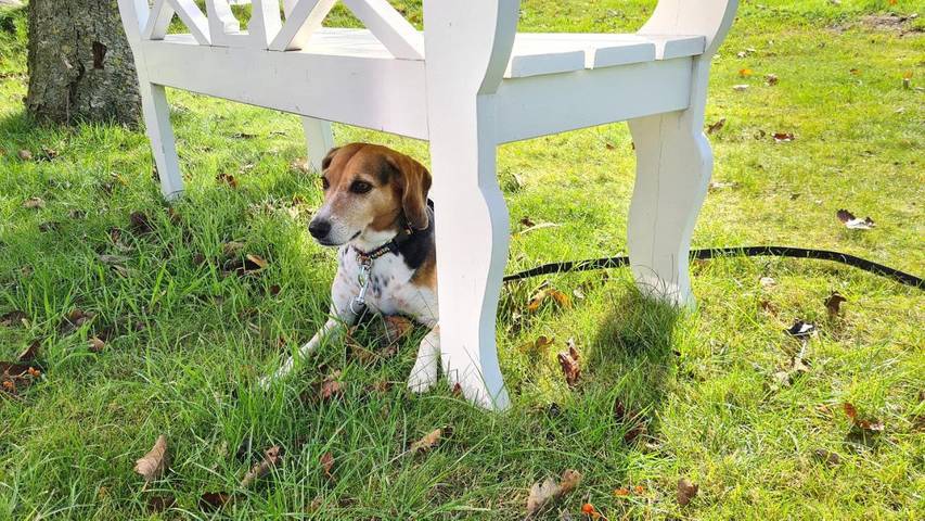 Ferienhaus für 8 Personen, mit Ausblick und Garten, mit Haustier in Emmelsbüll-Horsbüll - 4