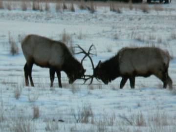 Vacation House for 5 Guests in Gardiner, Custer Gallatin National Forest, Picture 1