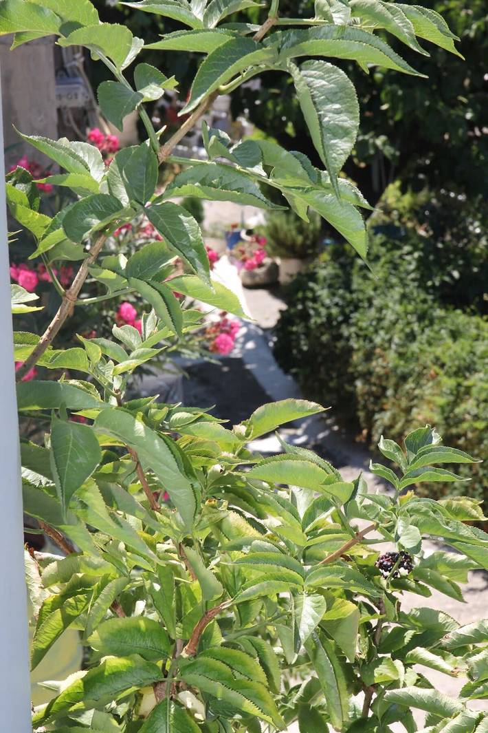 Ferienhaus für 4 Personen, mit Balkon/Terrasse, kinderfreundlich auf Kreta - 4