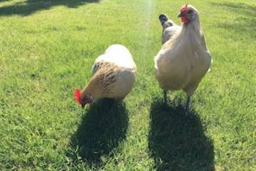 Ferienhaus für 6 Personen, mit Garten in Burg auf Fehmarn