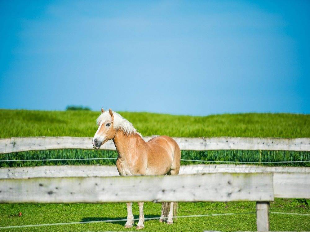 Ferienhof Petersen - Fewo Ost in Gelting, Schleswig-Flensburg