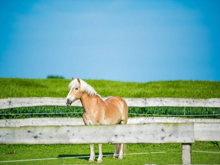 Bauernhof für 4 Personen, mit Terrasse und Garten in Gelting - 3