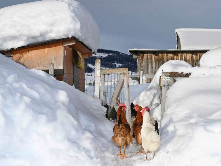 Bauernhof für 2 Personen, mit Sauna und Garten im Bregenzerwald - 4
