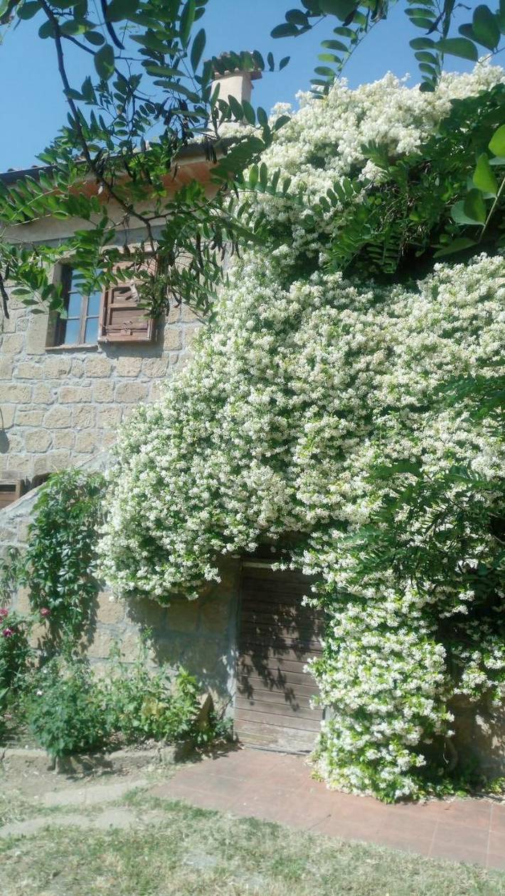 Gîte pour 2 personnes, avec terrasse ainsi que vue et jardin à Pitigliano - 4