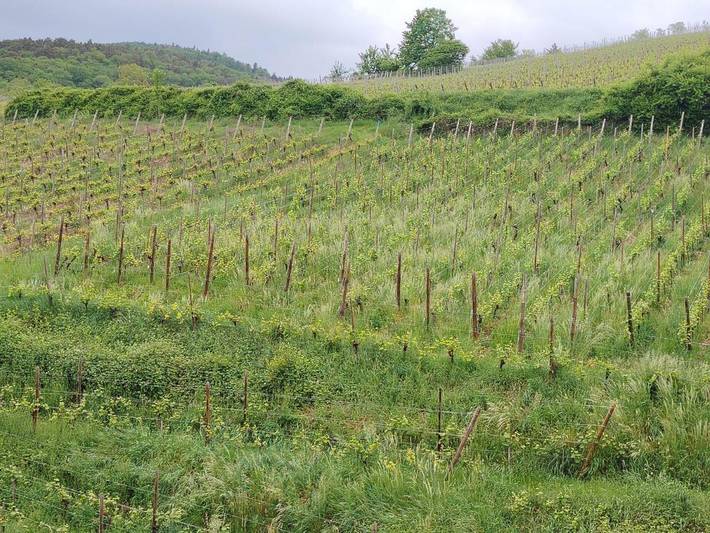 Ferienwohnung für 2 Personen, mit Terrasse und Sauna sowie Ausblick in Riquewihr - 4