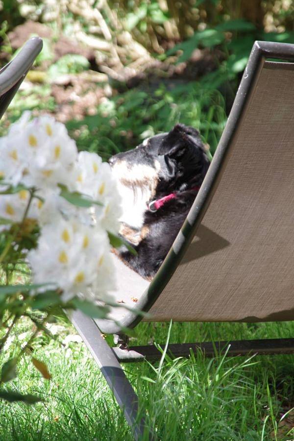 Chambre d’hôte pour 4 personnes, avec jardin ainsi que piscine et vue, animaux acceptés en Moselle - 3