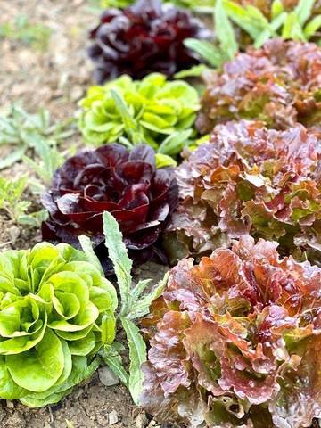 Agriturismo per 2 Persone in Barberino Tavarnelle, Chianti, Foto 3