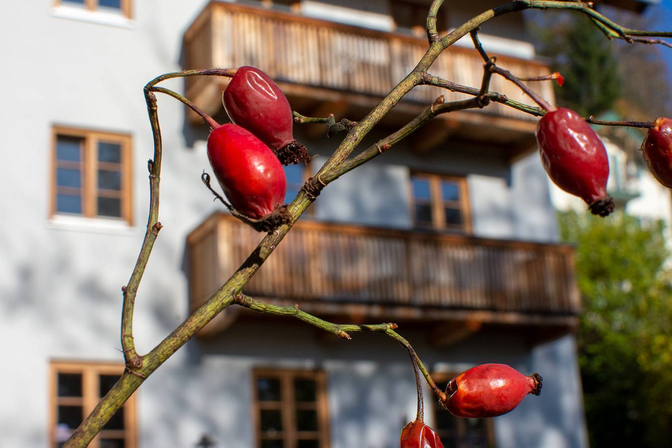 Ganze Wohnung, Charmante Ferienwohnung "Ferienwohnung Birke" mit Bergblick, Wlan in Bad Tölz, Tölzer Land