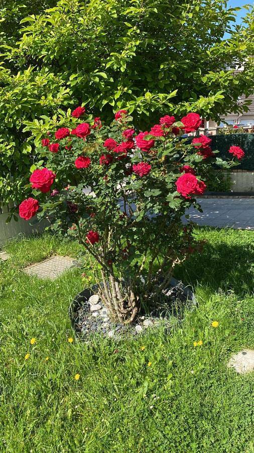 Gîte pour 4 personnes, avec jardin dans Roissy-en-Brie - 3