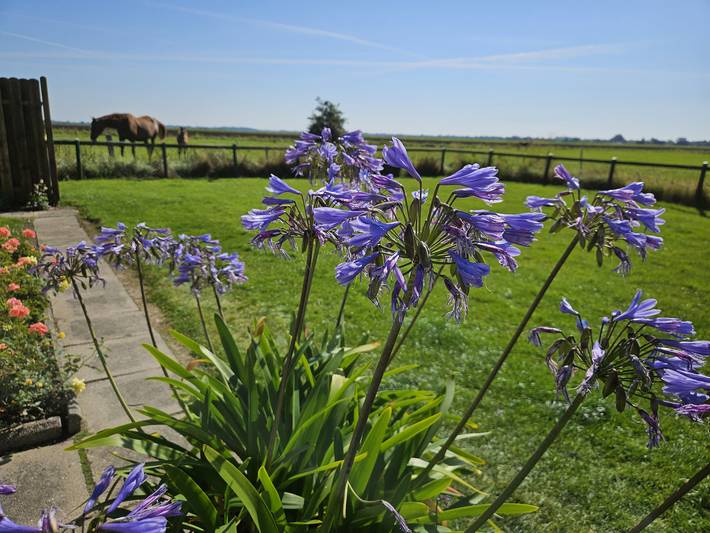 Ferienhaus für 2 Personen, mit Garten, mit Haustier in Schleswig-Holstein - 2