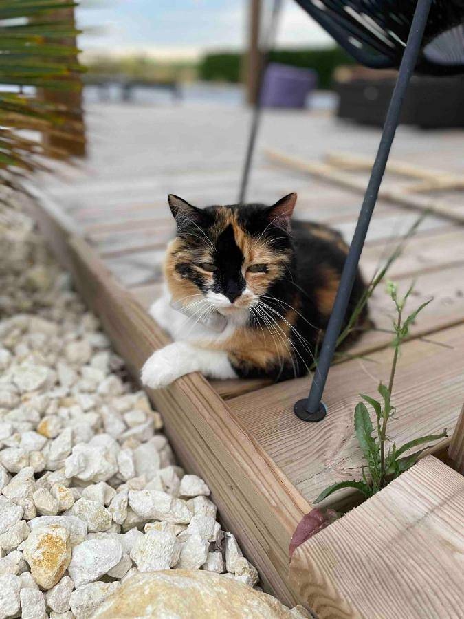 Location de vacances pour 4 personnes, avec vue ainsi que piscine et jardin à Saint-Christoly-Médoc - 4