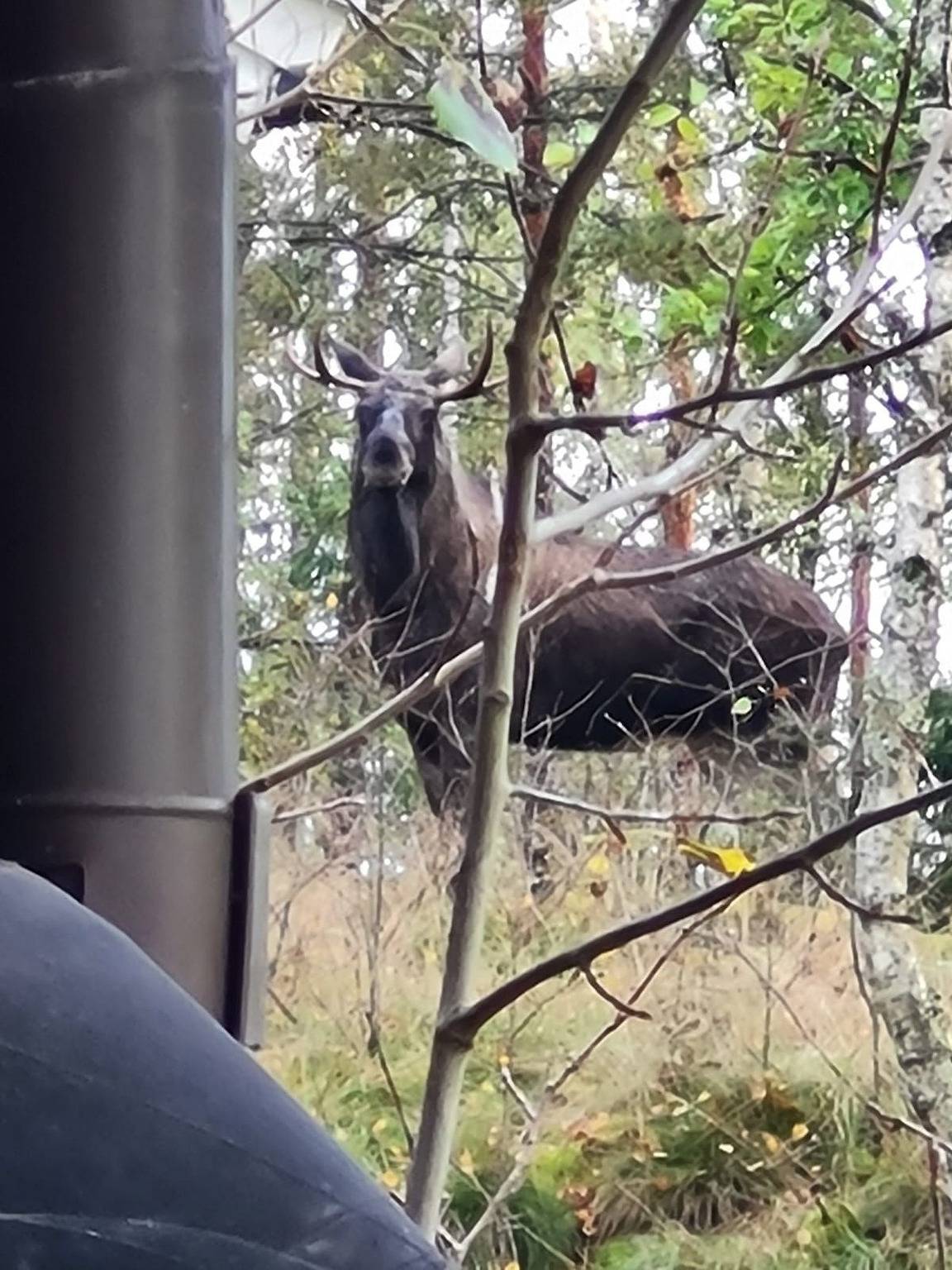 Natururlaub in Schwedens südlichster Wildnis, umgeben von Wald und See. in Marks Kommun, Västergötland