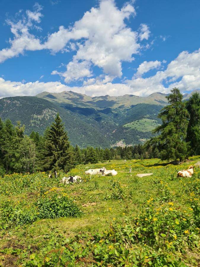 Appartamento per 6 persone, con Terrazza e Giardino nonché Piscina per bambini e Piscina a Marilleva