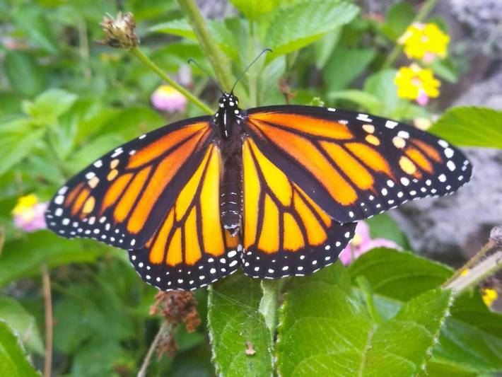 Albergue para 2 personas, con piscina además de vistas y jardín en La Palma - 3