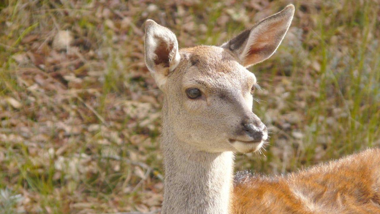 Apartamento entero, Apartamento de vacaciones para 10 personas con terraza in Arroyo Frío, La Iruela