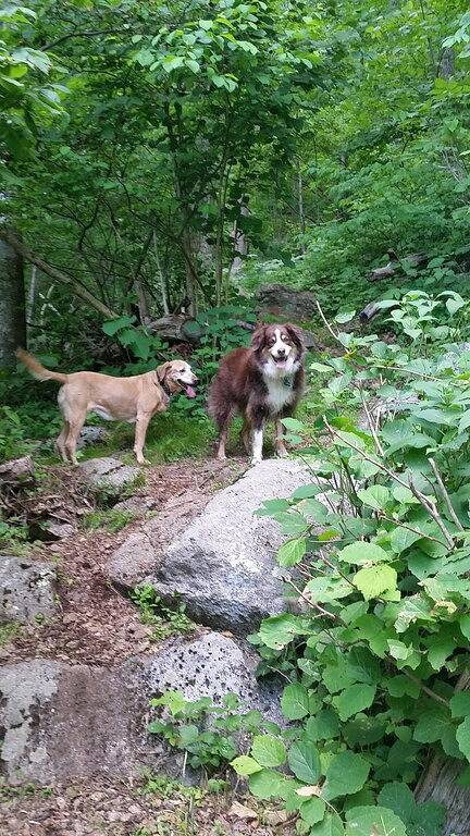 Ganze Wohnung, Wintergreen Haustierfreundliche Wohnung w / Wifi, Bettwäsche; Gehen Sie zum Mountain Inn, Restaurants in Wintergreen, Nelson County