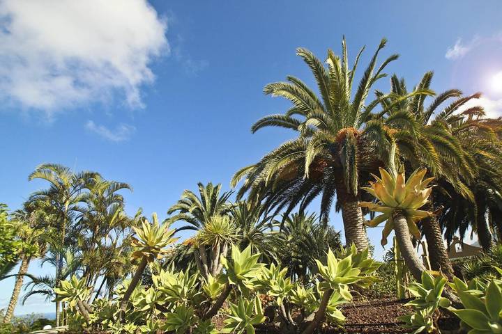 Casa rural para 4 personas, con jardín y terraza además de vistas y piscina en La Orotava - 3