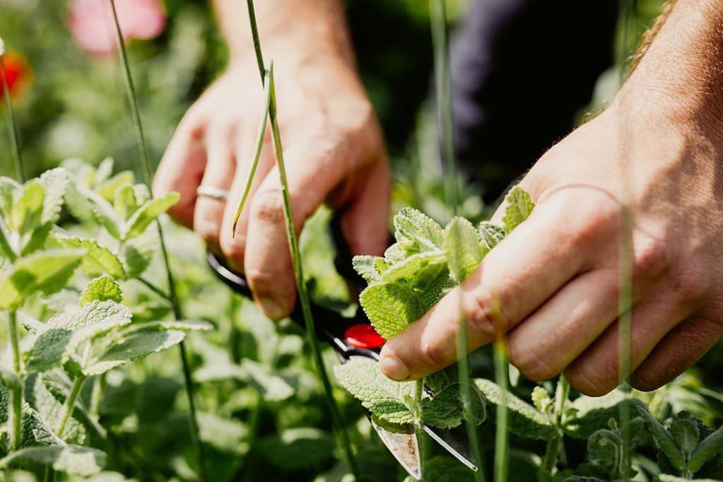 Gasthof Hoffmann - Doppelzimmer in Deutsch-Haslau, Bezirk Bruck an der Leitha