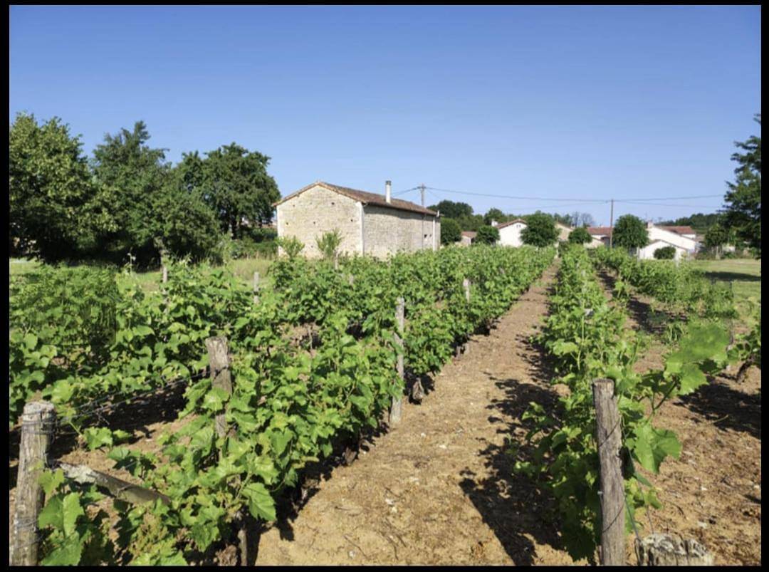 Gite Vigne - stay on a vineyard, overlooking the vines in this 2 bedroomed gite in Savigné, Vienne (France)